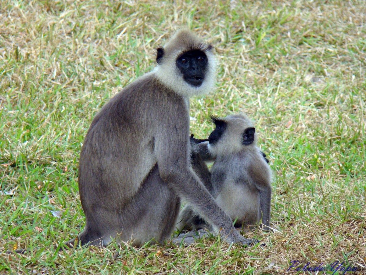 Cercopithecidae